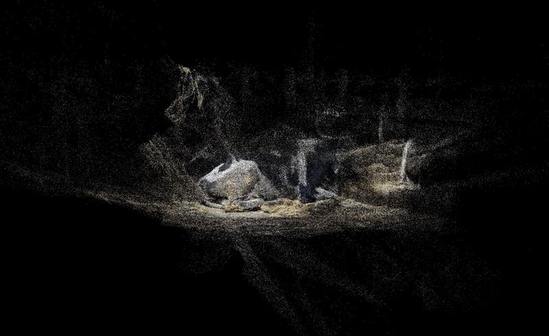 © Daniel Szalai - Cow 0650 Resting