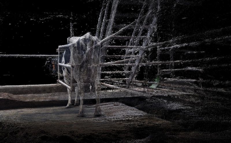 © Daniel Szalai - Image from the Unleash Your Herd's Potential photography project