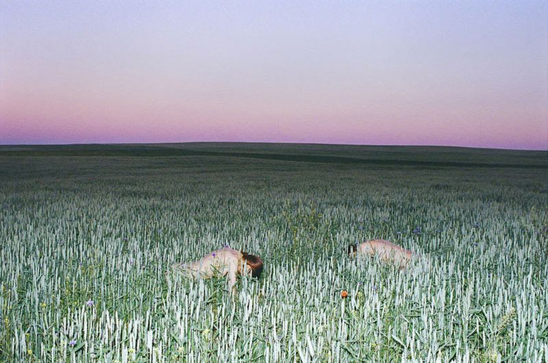 © Synchrodogs Duo - synchrodogs.com