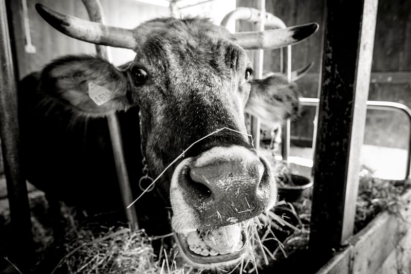 © Paolo Soriani - Image from the AnimAnimale -  I Don't Know How To Respond To That Violence photography project