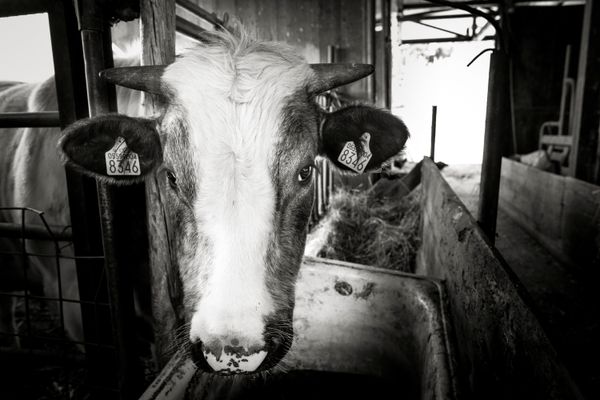 © Paolo Soriani - Image from the AnimAnimale -  I Don't Know How To Respond To That Violence photography project