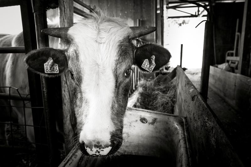 © Paolo Soriani - Image from the AnimAnimale -  I Don't Know How To Respond To That Violence photography project