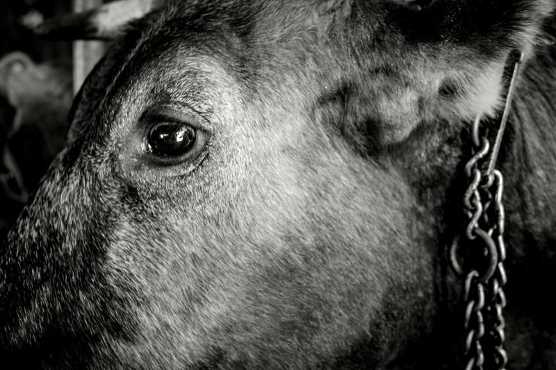 © Paolo Soriani - Image from the AnimAnimale -  I Don't Know How To Respond To That Violence photography project