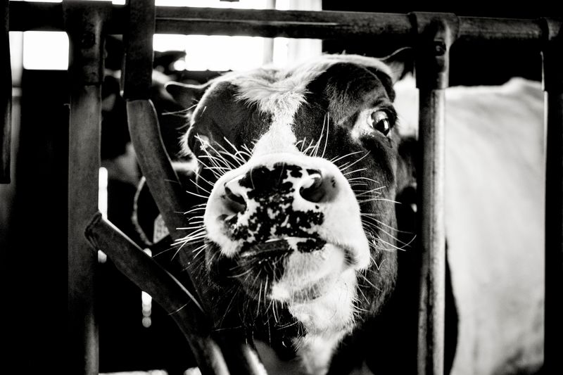 © Paolo Soriani - Image from the AnimAnimale -  I Don't Know How To Respond To That Violence photography project