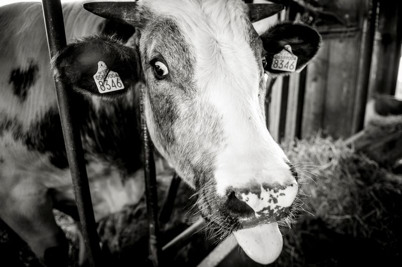 © Paolo Soriani - Image from the AnimAnimale -  I Don't Know How To Respond To That Violence photography project