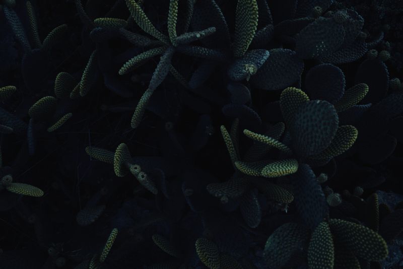 © Annalisa Natali Murri - Image from the The immortals - way to the stars photography project