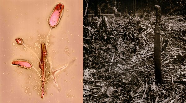 © Franz Krajnik - Image from the Invisible Logging. Material Memories of the Amazon photography project