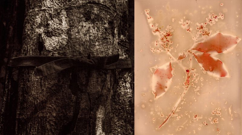 © Franz Krajnik - Image from the Invisible Logging. Material Memories of the Amazon photography project