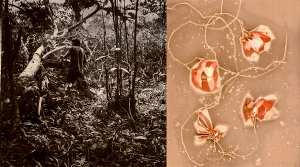 © Franz Krajnik - Image from the Invisible Logging. Material Memories of the Amazon photography project