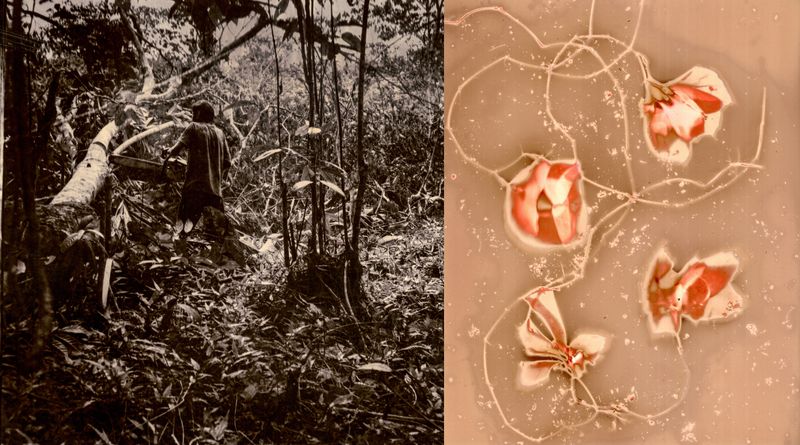 © Franz Krajnik - Image from the Invisible Logging. Material Memories of the Amazon photography project
