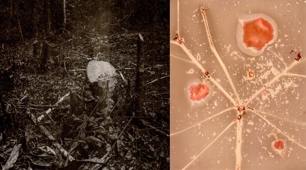 © Franz Krajnik - Image from the Invisible Logging. Material Memories of the Amazon photography project