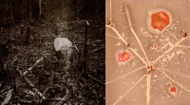 © Franz Krajnik - Image from the Invisible Logging. Material Memories of the Amazon photography project