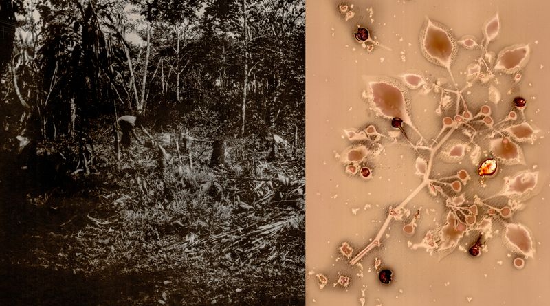© Franz Krajnik - Image from the Invisible Logging. Material Memories of the Amazon photography project