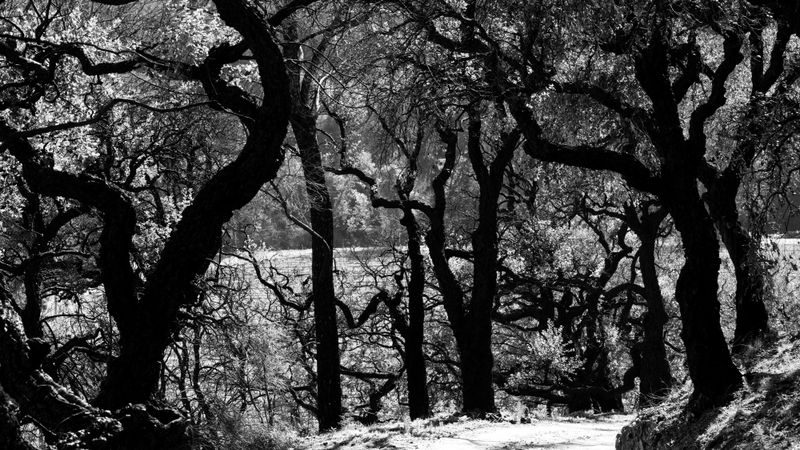 © Christoph Montebelli - Scorched Earth #14 (Massif des Maures / Grimaud)