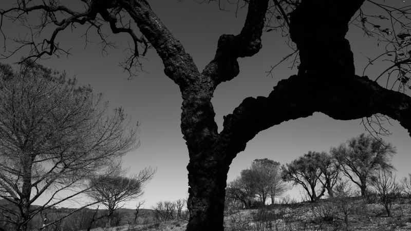 © Christoph Montebelli - Scorched Earth #18 (Plaine des Maures)