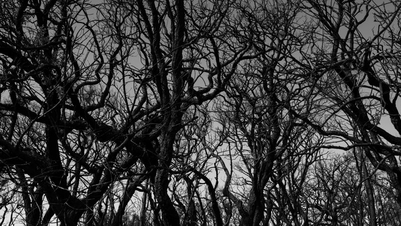 © Christoph Montebelli - Scorched Earth #9 (Massif des Maures / Grimaud)