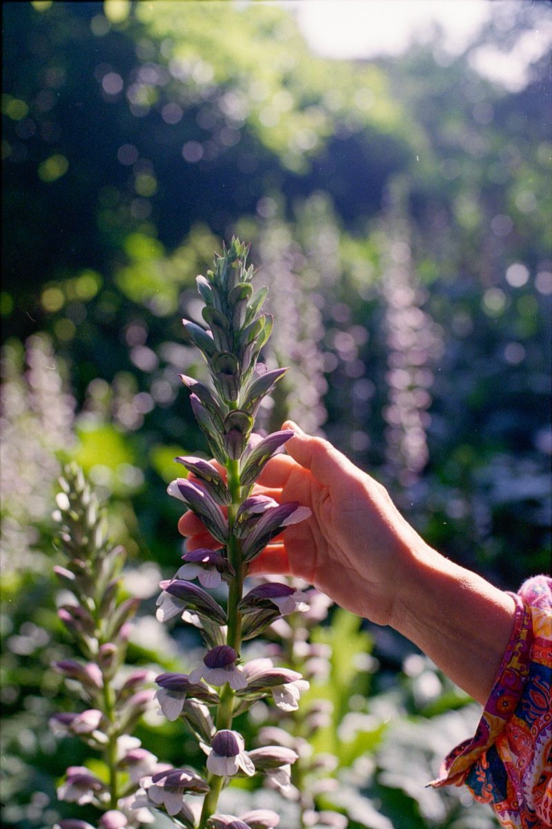 © Lucas Momparler - Image from the Where the acanthus rest photography project