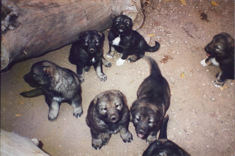 © Lucas Momparler - Image from the Where the acanthus rest photography project