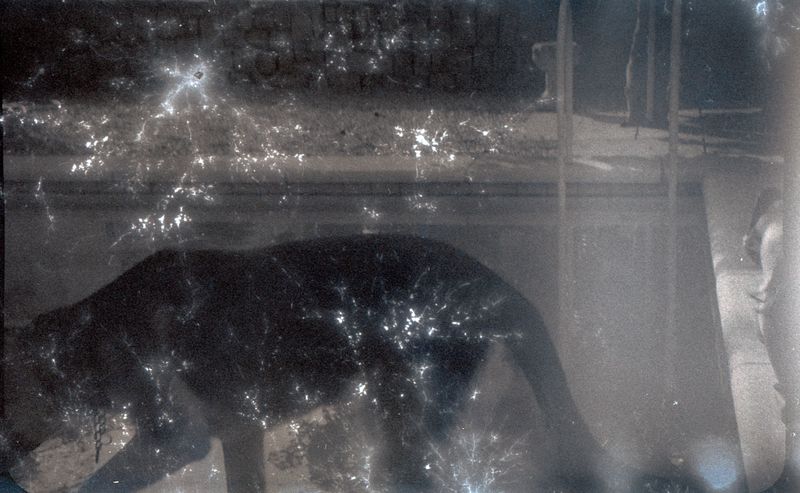 © Lucas Momparler - Image from the Where the acanthus rest photography project