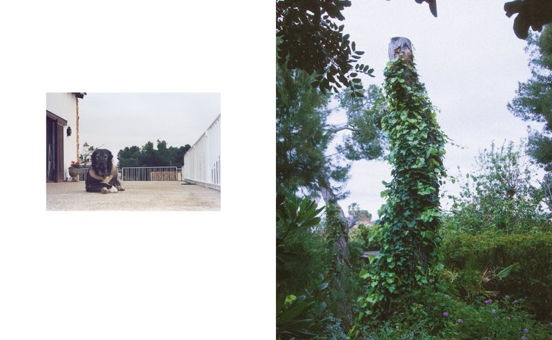 © Lucas Momparler - Image from the Where the acanthus rest photography project