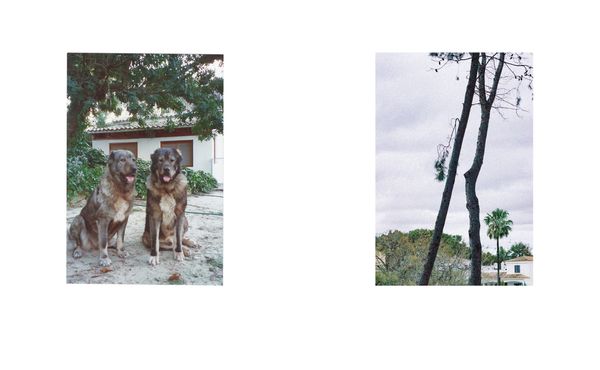 © Lucas Momparler - Image from the Where the acanthus rest photography project