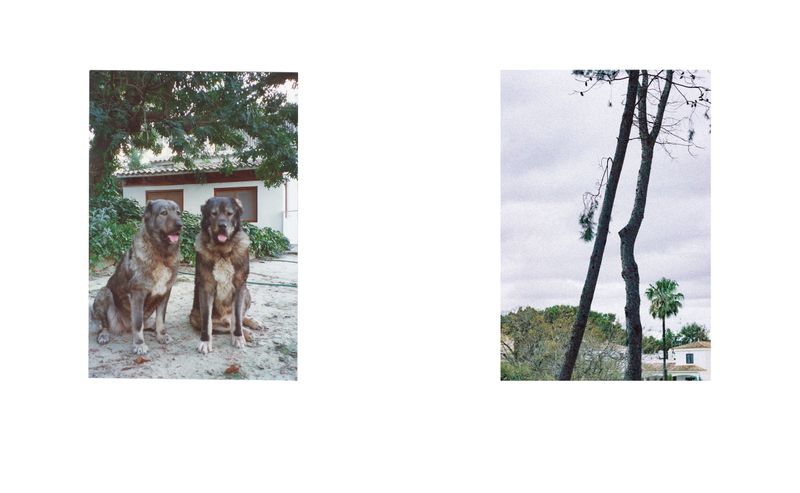 © Lucas Momparler - Image from the Where the acanthus rest photography project