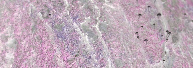 © Rontgen Gu - Image from the Fairy photography project