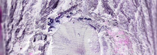 © Rontgen Gu - Image from the Fairy photography project