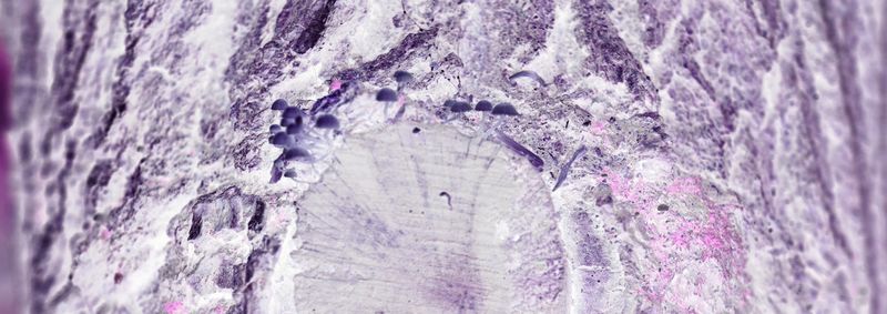 © Rontgen Gu - Image from the Fairy photography project