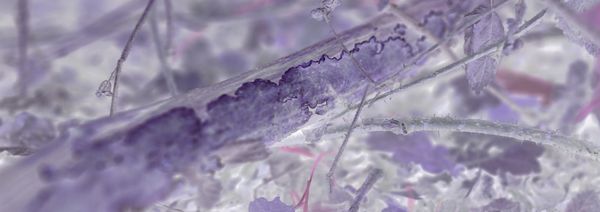 © Rontgen Gu - Image from the Fairy photography project