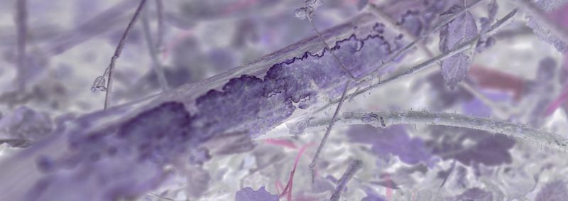 © Rontgen Gu - Image from the Fairy photography project