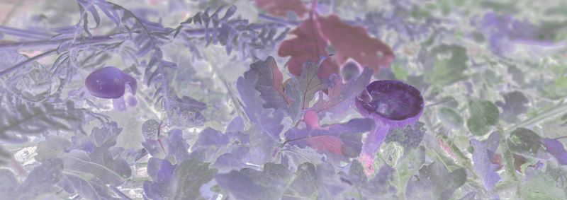 © Rontgen Gu - Image from the Fairy photography project