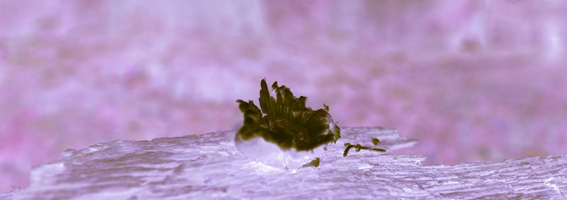 © Rontgen Gu - Image from the Fairy photography project