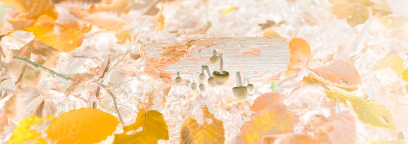 © Rontgen Gu - Image from the Fairy photography project