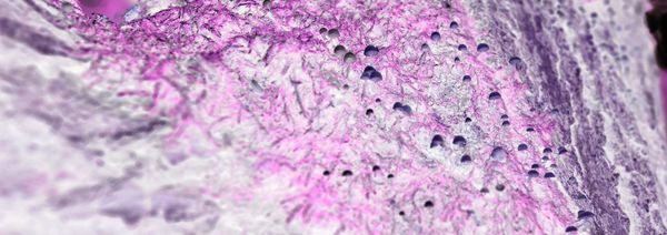 © Rontgen Gu - Image from the Fairy photography project