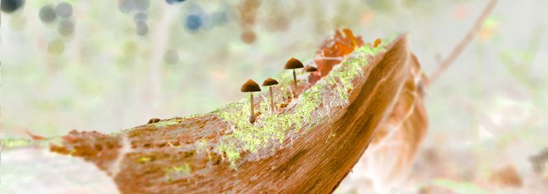 © Rontgen Gu - Image from the Fairy photography project