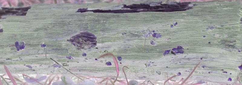 © Rontgen Gu - Image from the Fairy photography project