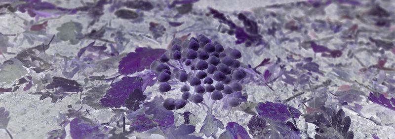 © Rontgen Gu - Image from the Fairy photography project