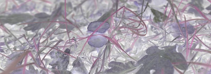 © Rontgen Gu - Image from the Fairy photography project