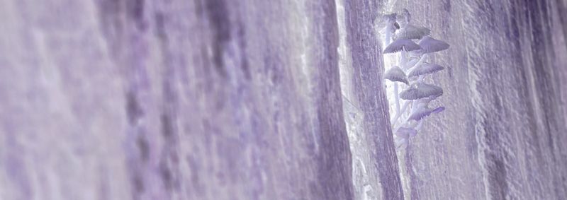 © Rontgen Gu - Image from the Fairy photography project