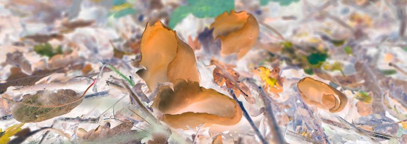 © Rontgen Gu - Image from the Fairy photography project