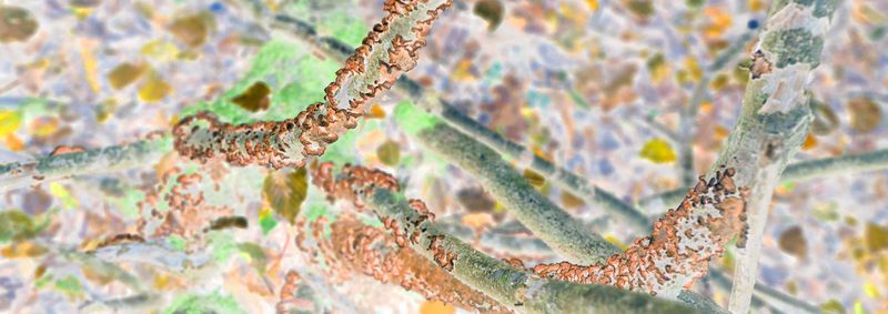 © Rontgen Gu - Image from the Fairy photography project