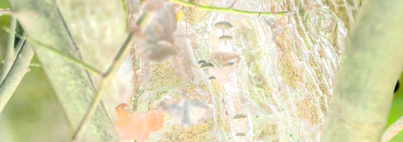 © Rontgen Gu - Image from the Fairy photography project