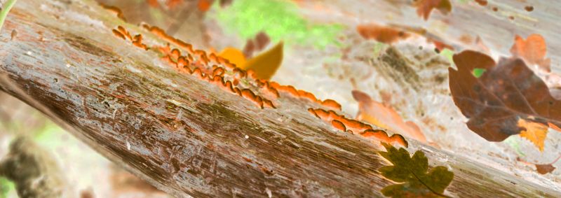 © Rontgen Gu - Image from the Fairy photography project