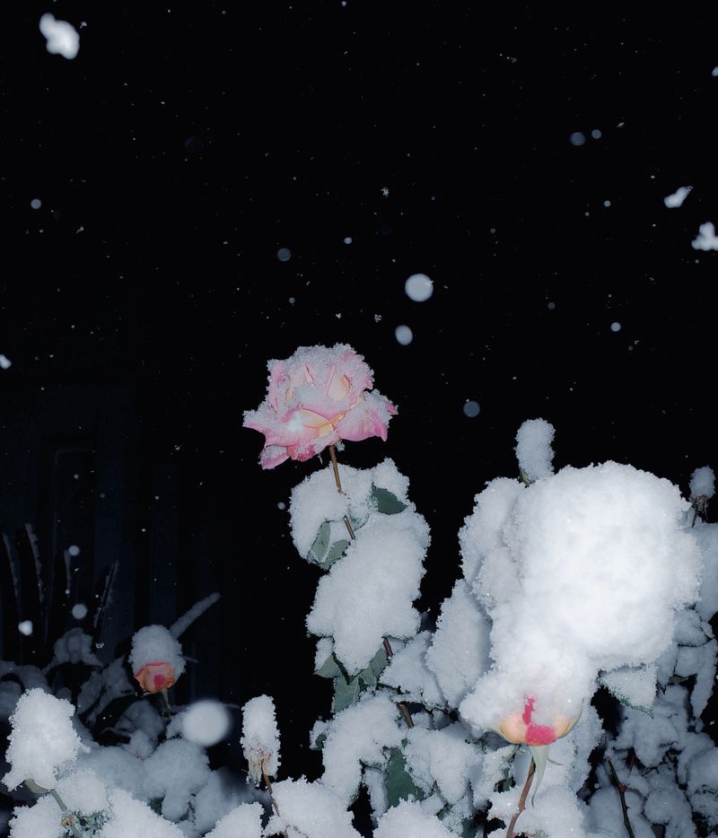 © Rontgen Gu - Image from the Barcarolle photography project