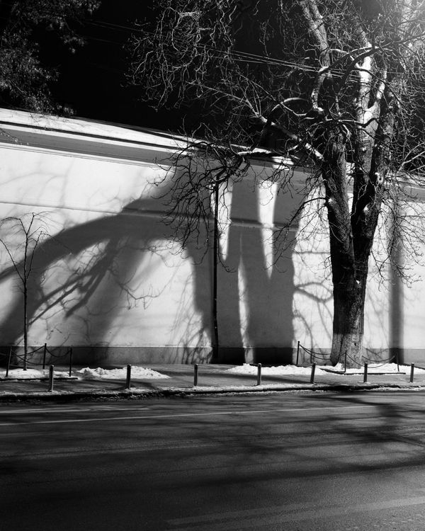 © Dmytro Prutkin - Image from the If a tree falls in a forest photography project