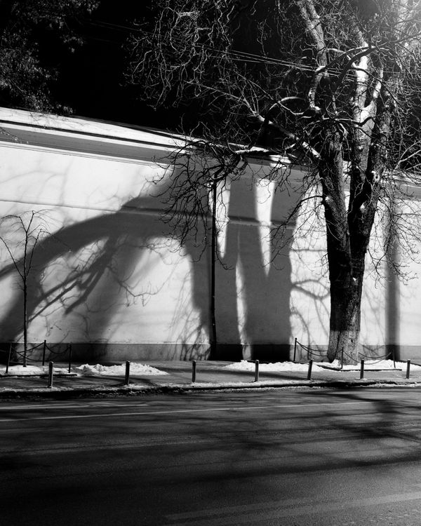 © Dmytro Prutkin - Image from the If a tree falls in a forest photography project