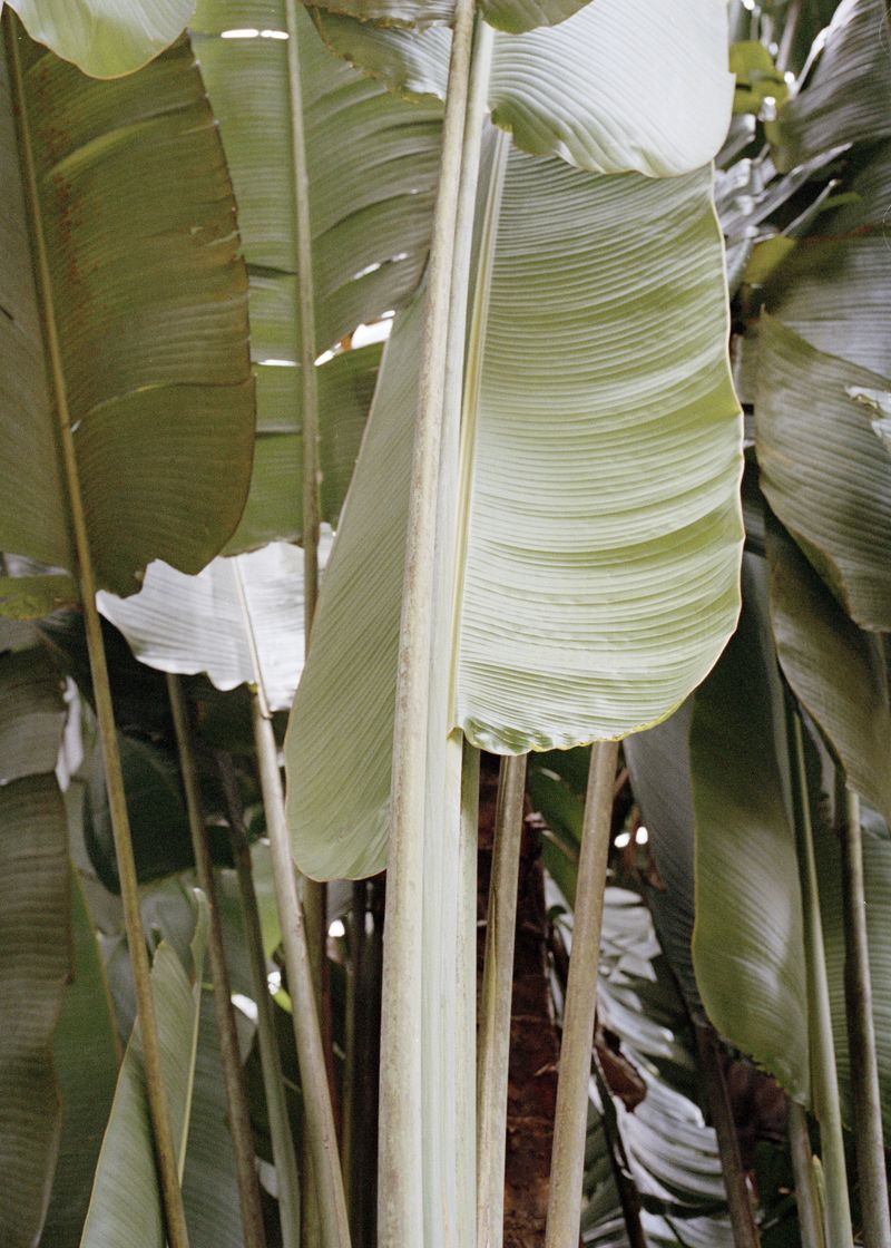 © Beatriz de Souza Lima - Image from the Trajectories photography project