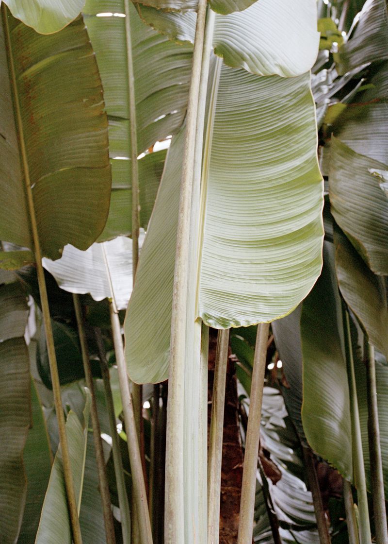 © Beatriz de Souza Lima - Image from the Trajectories photography project