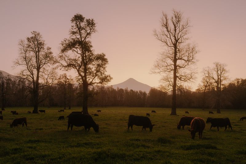 © Mauro Pesce - Image from the 36 Views of Villarrica Volcano photography project